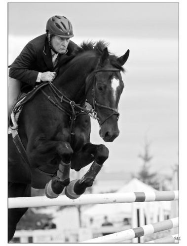 Un cavalier et un cheval déterminés et concentrés - Concours...