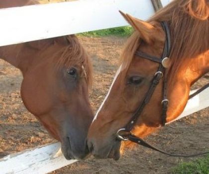 Mes 2 petit coco! Jack et ginger avec sa belle bride 