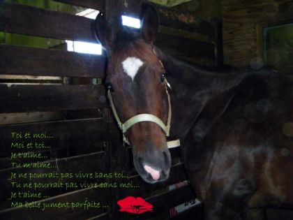 Ma petite Cover dans son boxe a Val-Morin ! Le matin avant la...