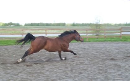 Mon Arabe, Skip