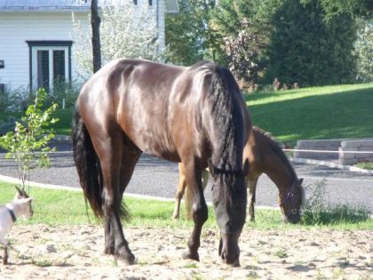 Tout en beauté ce cheval ! =D