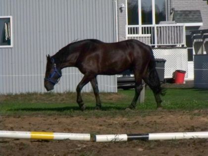 Mon Cheval Noir =)