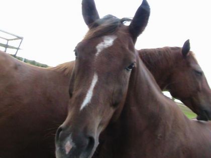 Vous &ecirc;tes trop beaux dm&ecirc;me ! Moi, aussi, je veux 1 colle (L) ...