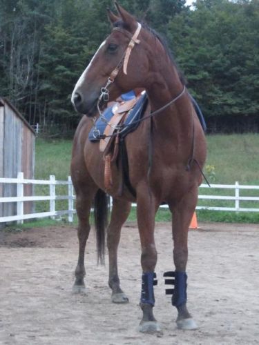 Mon cheval Cashew =) Je l'aime tellement 