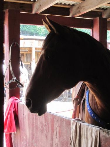 Mon cheval Cashew =) Je l'aime tellement 