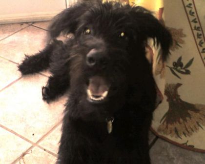 Mon Chien Inuk
