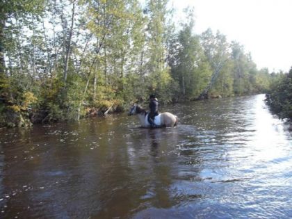 je me demande si mon cheval serais capable de nager contre le...