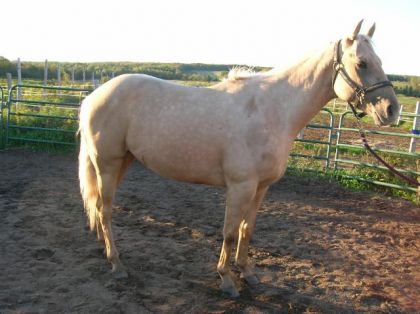 GoldWyn mon guilding quater horse palomino de 3 1/2 ans (cheval...