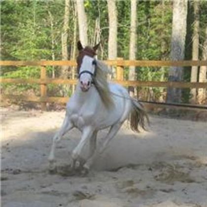 maya jument paint 2ans