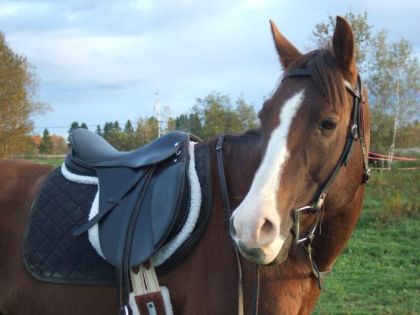 photo par *Star* ShotGun Chex, mon petit nouveau :)