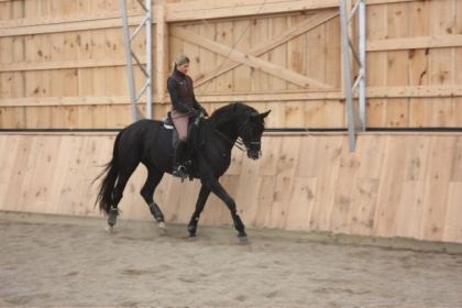 photo par bolerofarm Florencio Son, étalon oldenburg importé d'Allemagne, 6 ans