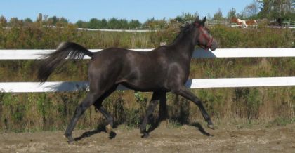 Beau trot allongé !