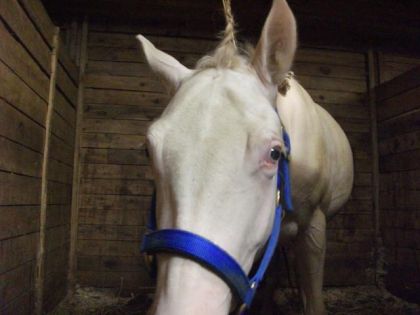 voici ma licorne !