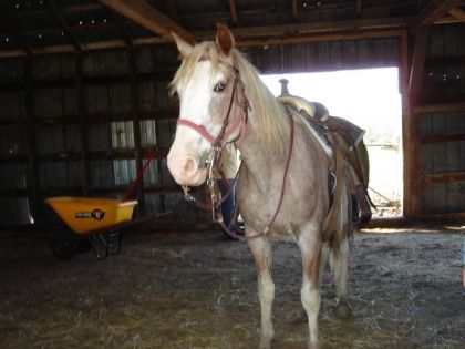 Cheval dans une écurie