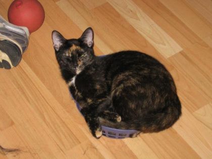 Loona qui aime se coucher ds le panier de jouet a Dalie...meme...
