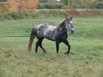 Mon gros poulain