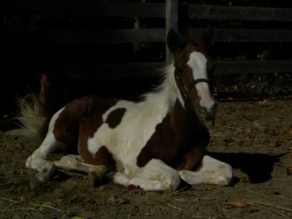 le petit poulain a mon pere aramis!