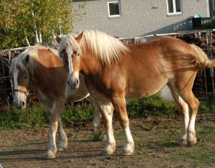 Les Belges