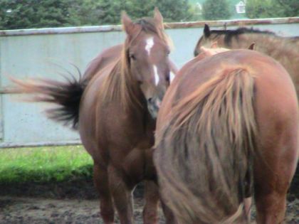 J'aime trop les chevaux !  (L)  (L)  (L)  (L)  (L)  (L)  (L) ...