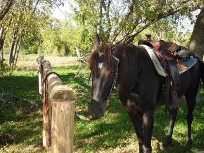 Cheval attaché à une cloture