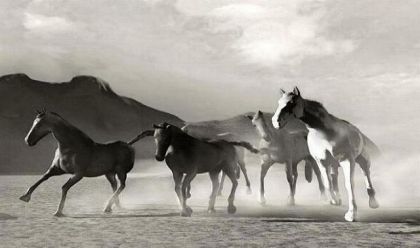 Chevaux courant dans le sable