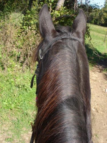 Tête de cheval vu d'en haut