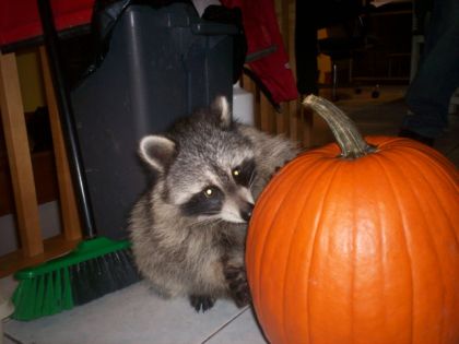 voici bandit le raton laveur que ma mere le garde chez moi...