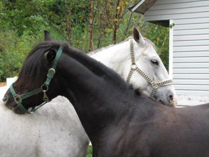 Black Jack et Coconut qui ce gratouille le garrot!