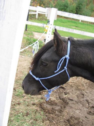 Ma création mon premier licou de corde porter élégament par Jack!