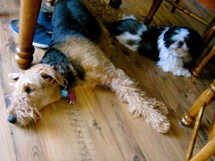 mes deux chiens maya et lily (après une grosse marche)