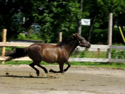 la GROSSE ca-fée au grand galop