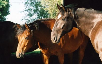 Savane et Shadow à la maison