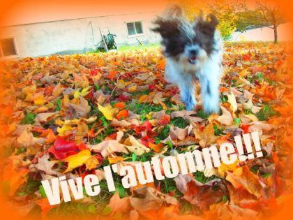 Ma petite chienne Fluffy qui est trèsss contente d'être dans les...