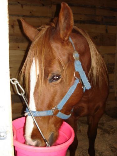 Cheval mangeant dans un seau