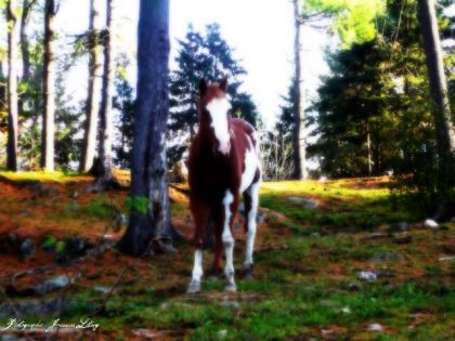 T'es peu etre pas le roi de la montagne .. mes tes le roi de mon...