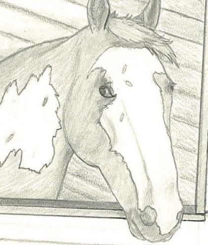 dapres une photo de mon ancien cheval jai pu le redessiner