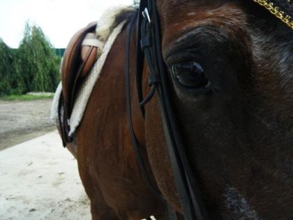 le beau Spotnik (LLLL).