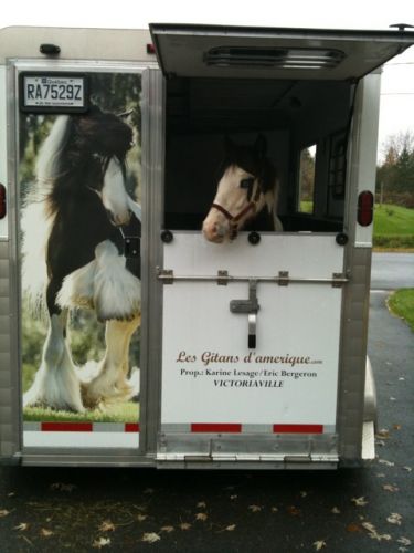 L'arrivé de notre poulain Gypsy Vanner  
