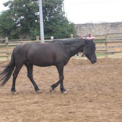 "Prince" petit poney 20 ans et toujours en pleine forme !C'est...