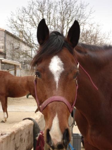 "Millena" jument qui appartient au haras nationaux c'est une...