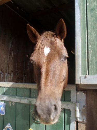 Un poney tr00p mignion de mon club