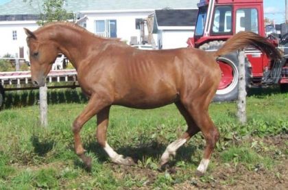 Socrate étalon pur sang 2 ans