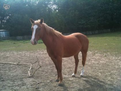 Voil&agrave; une photo de mon peut-&ecirc;tre futur cheval faut que j'aille...