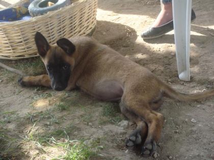 "Faya" la nouvelle petite chienne du club :)