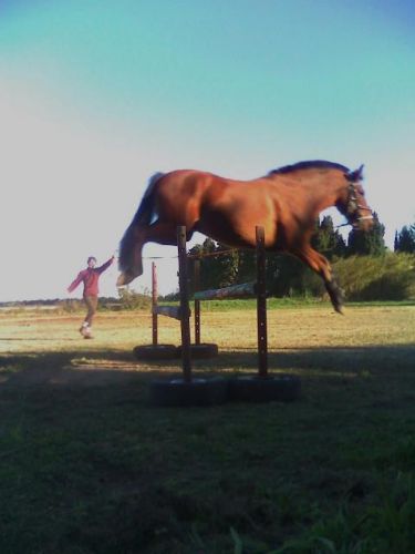 Looping ptit pimouse volant