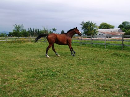 Bailey's dans le champ...qui fait sortir tout le thoroughbred...