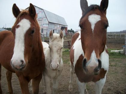 Le trio, Annie, Lancelot et Jo! XD