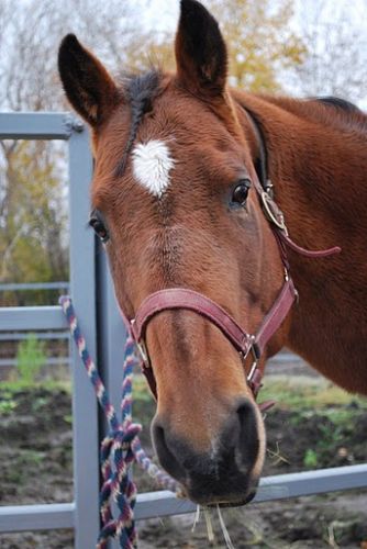 Doc Pebbles Drive