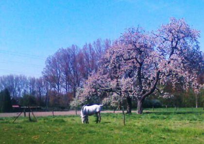 gaby sous un magnifique cerisier fleuris