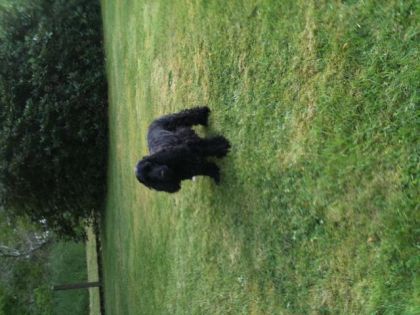 Abby, le cocker qui prend la pose.